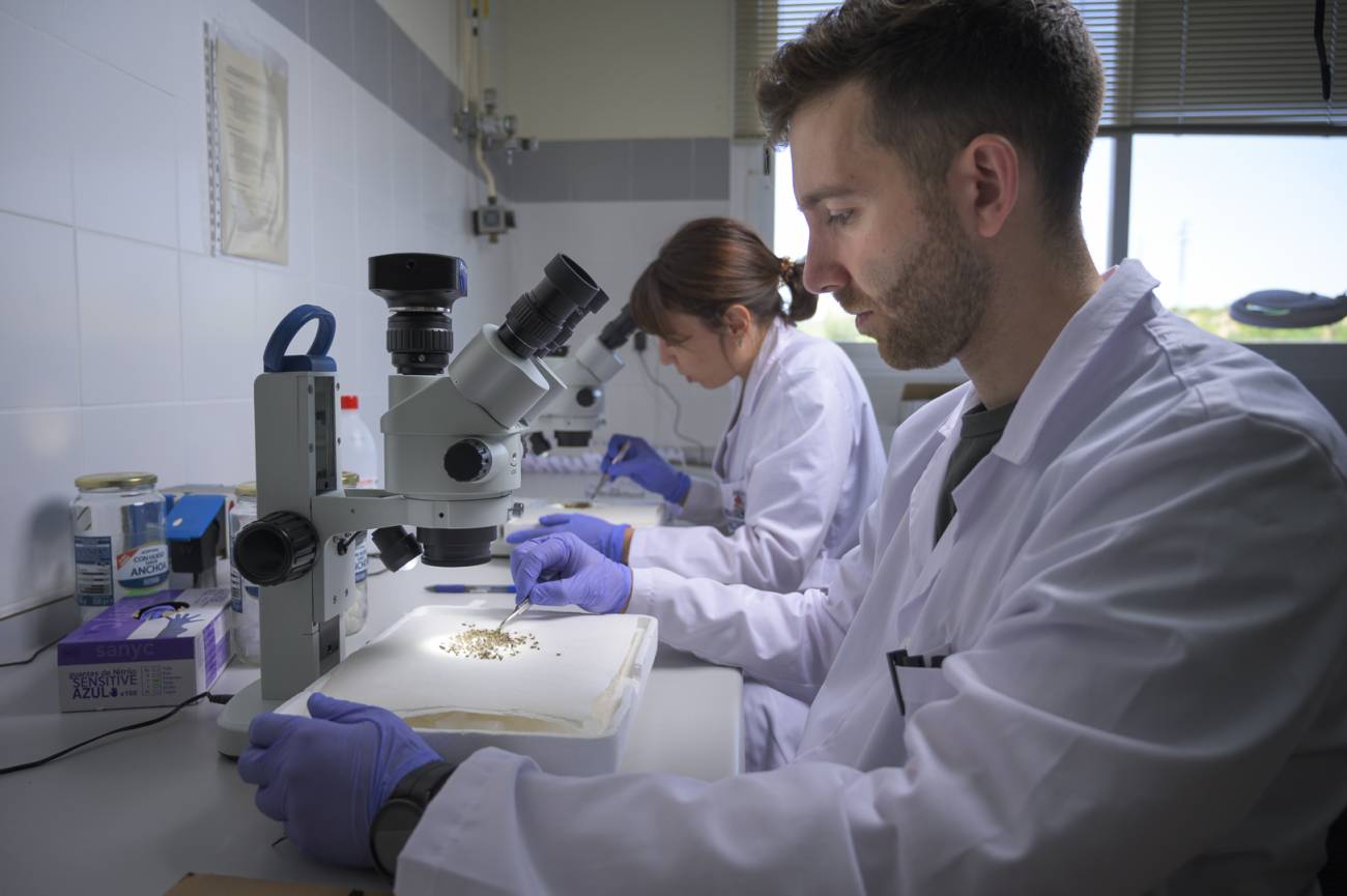 Investigadores de ENZOEM clasifican los mosquitos con ayuda de esteromicroscopio para luego extraer su ARN. / Alejandro Muñoz