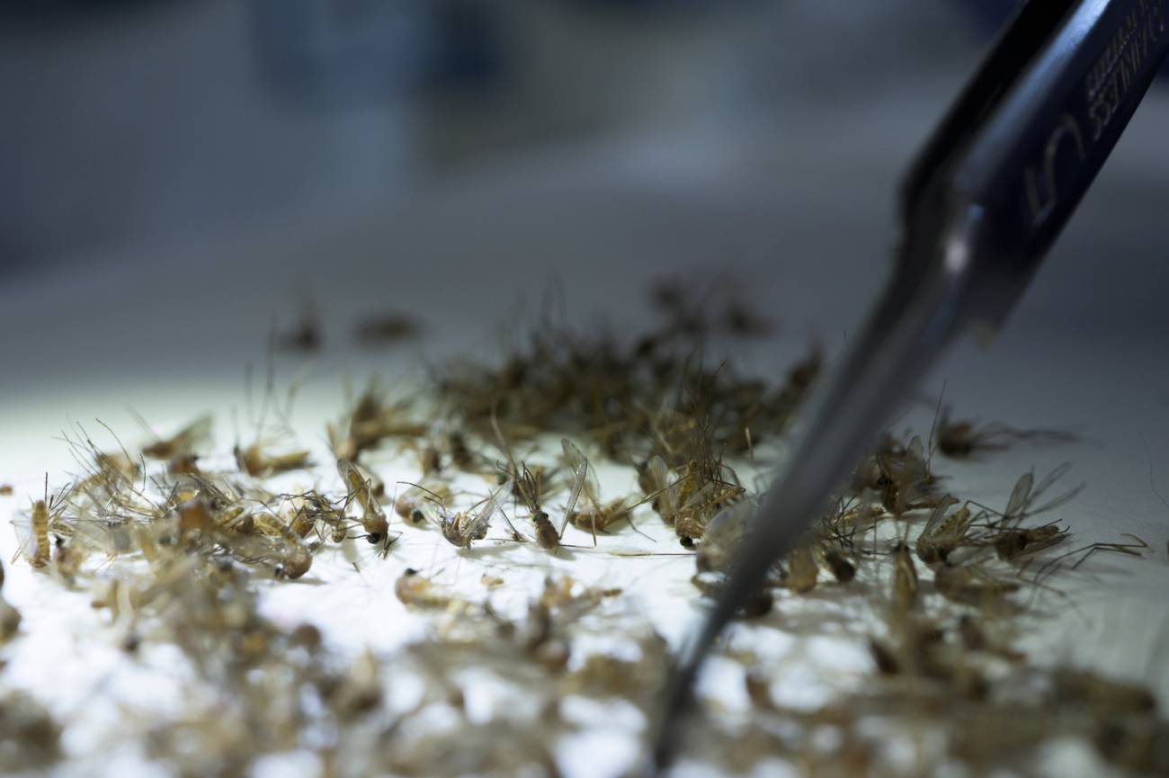 En el laboratorio, los mosquitos se separan por sexo, especie, localidad y fecha. / Alejandro Muñoz