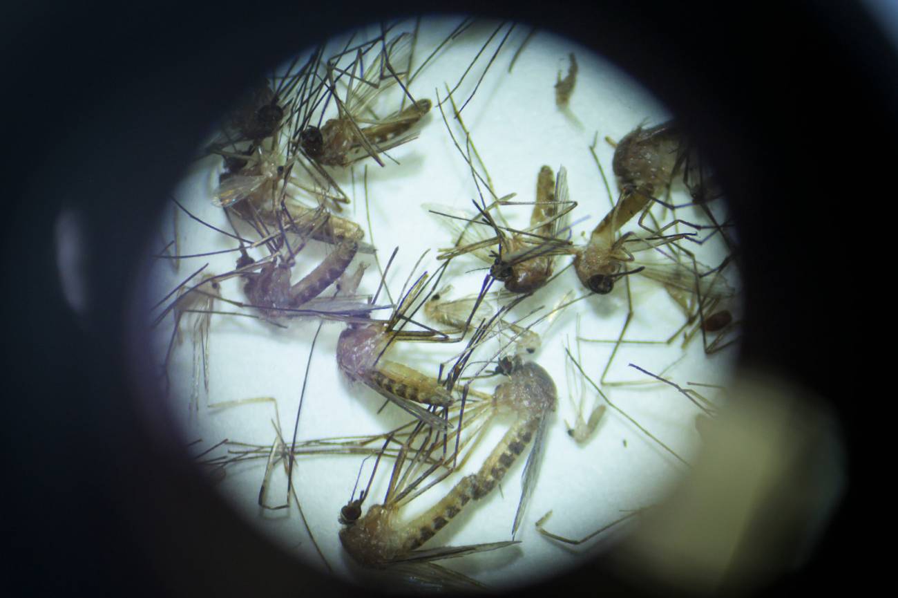 Mosquitos del género Culex capturados por los equipos de ENZOEM-UCO. / Alejandro Muñoz