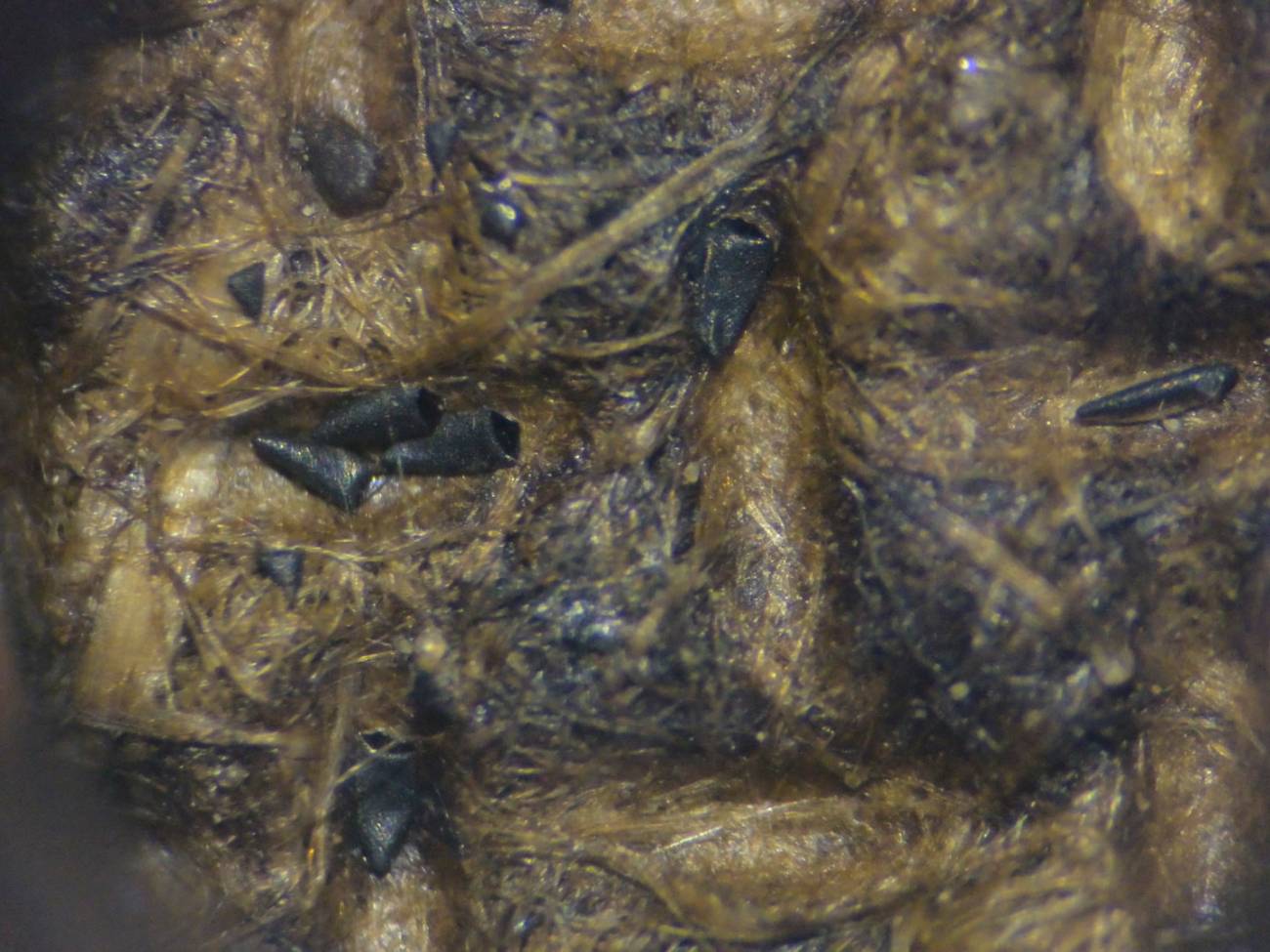 Huevos de mosquito tigre (Aedes albopictus), recolectados mediante ovitrampas por equipos de ENZOEM. / Alejandro Muñoz