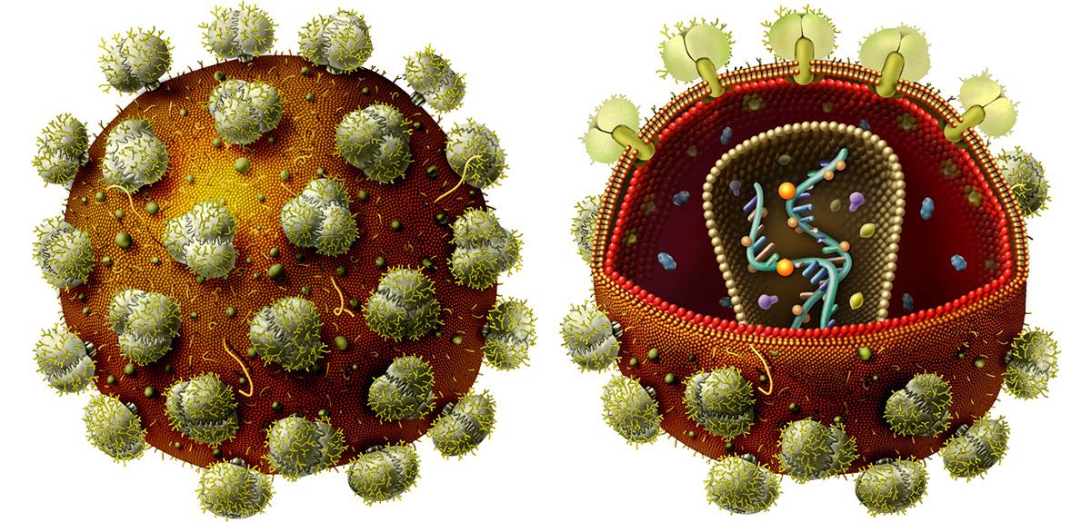 Ilustración que forma parte del material de divulgación. Virus de inmunodeficiencia humana (VIH) que causa el SIDA. / Angie Fox (Museo Estatal de la Universidad de Nebraska)