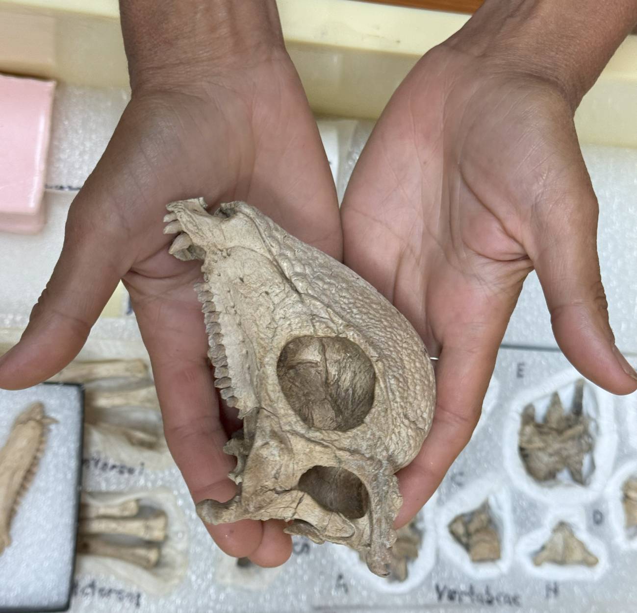 Cráneo del dinosaurio hallado en Mongolia. / Alfio Alessandro Chiarenza