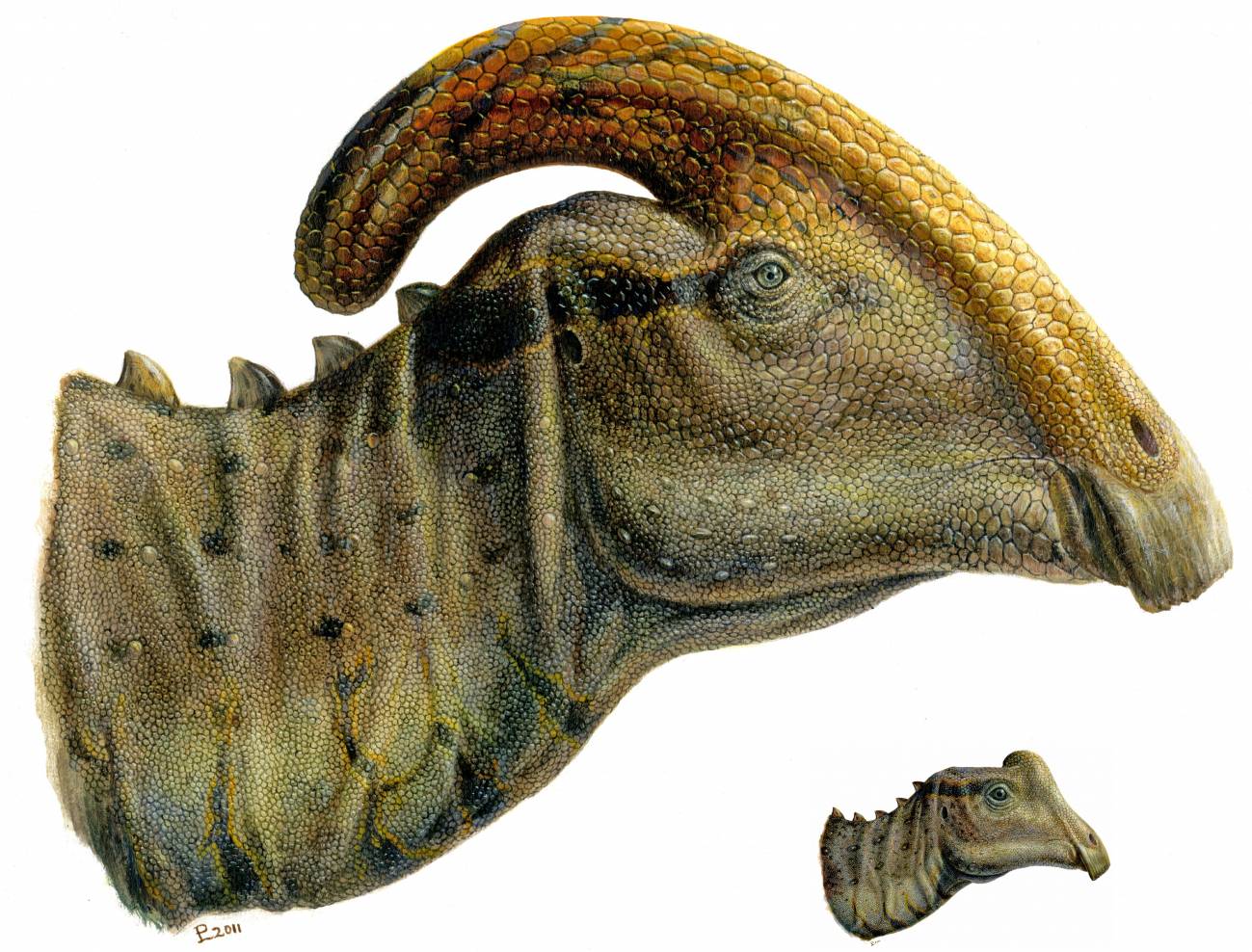 Cabeza y cuello de los Parasaurolophus