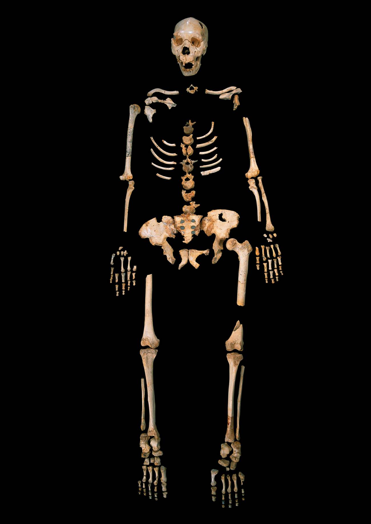 Esqueleto de "Homo heidelbergensis", de la Sima de los Huesos (Burgos). / Madrid Scientific Films