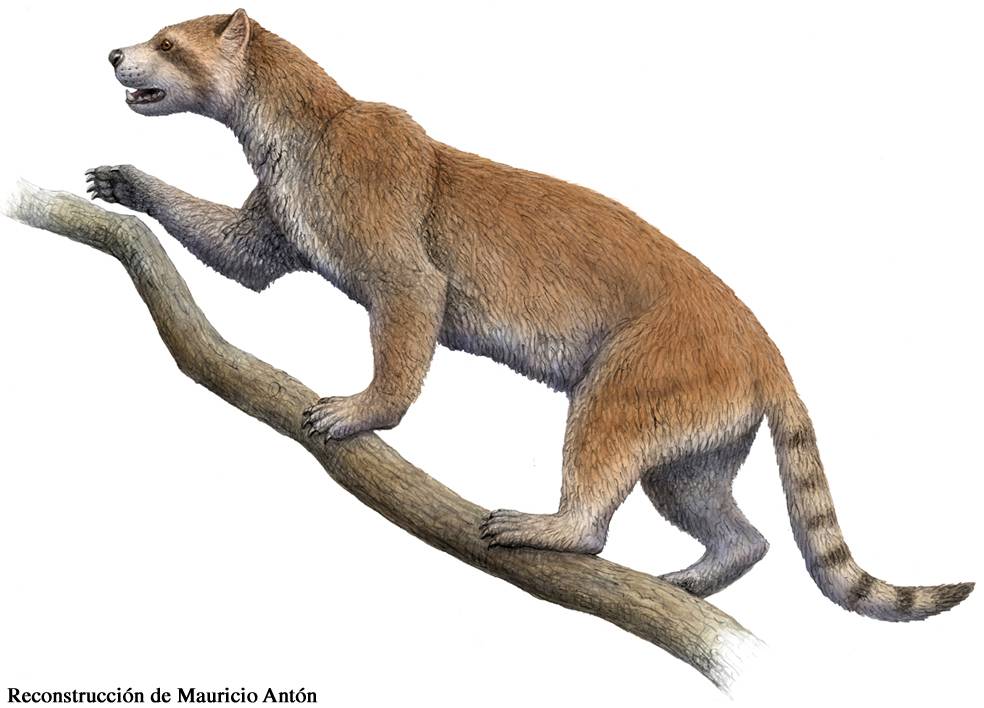 Aclaran cómo se defendía una rara especie de carnívoro que habitaba España hace nueve millones de años  