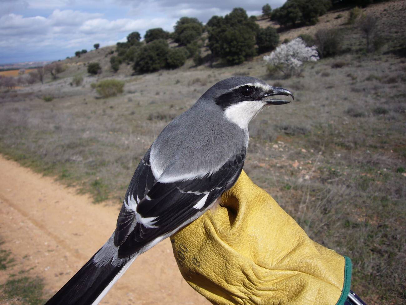 Analizan el grado de parasitismo que sufren diversas especies de aves