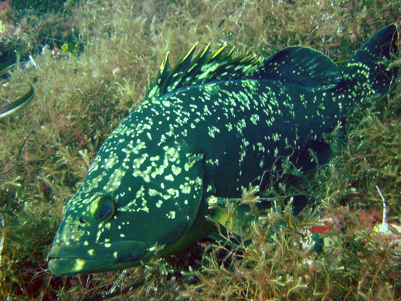 Analizan los patrones de reproducción del mero en las islas Baleares