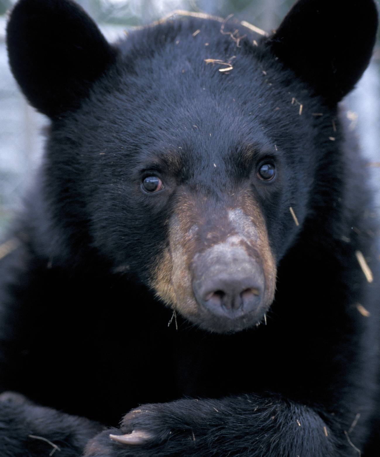 Analizan por primera vez el metabolismo de los osos negros al hibernar