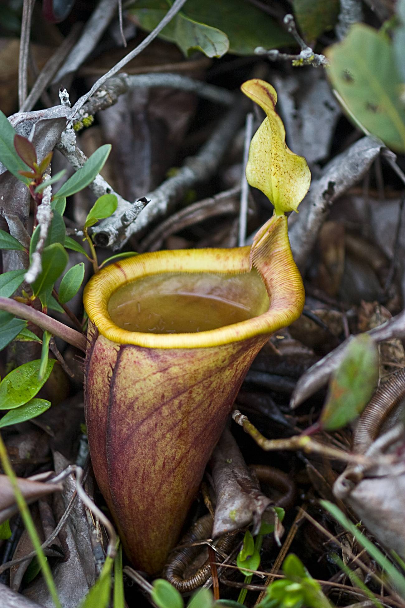 Attenborough's Pitcher (Nepenthes attenboroughii)