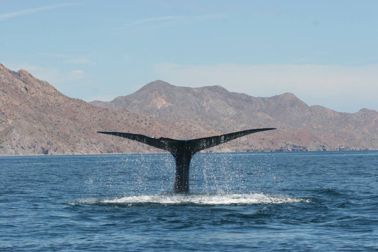 Ballena azul en el Golfo de California. / Diane Gendron.