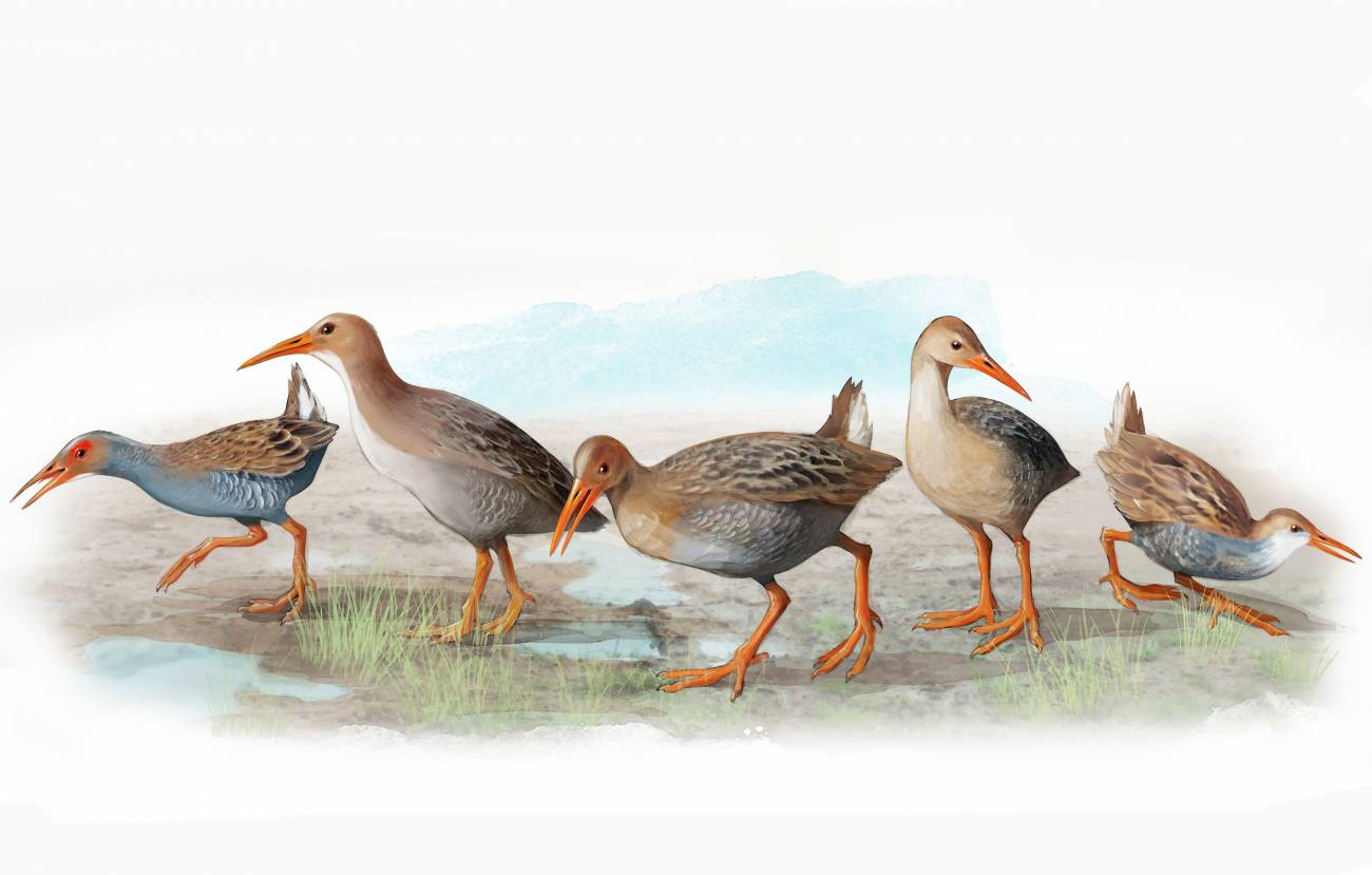 Las cinco nuevas especies de rascones extintas en Madeira y Azores. De izquierda a derecha  R. carvaoensis, R. adolfocaesaris, R. montivagorum, R. lowei, R. "minutus". / José Antonio Peñas (Sinc)