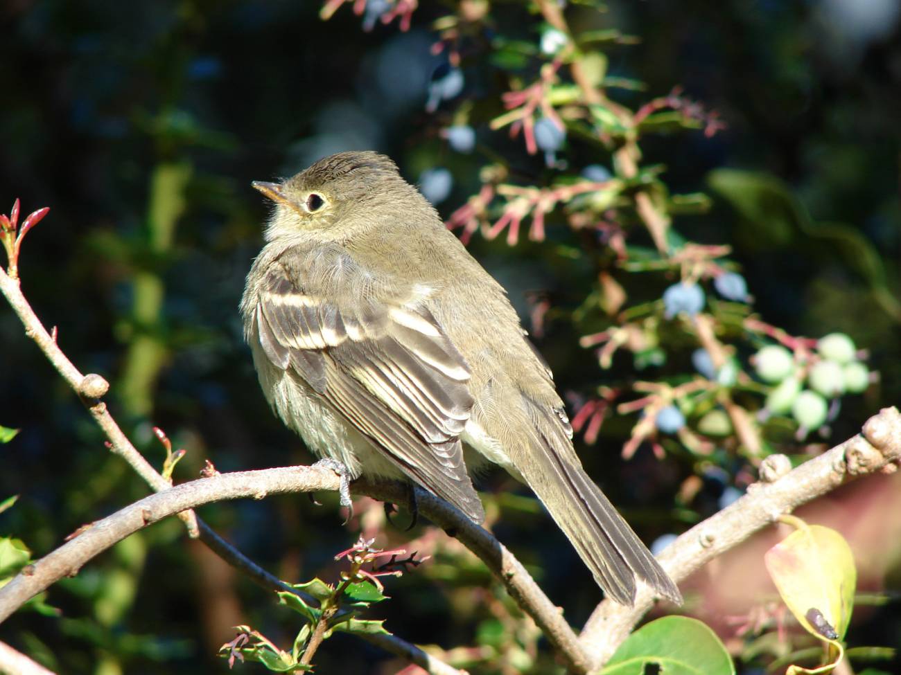 Aves que siembran bosques