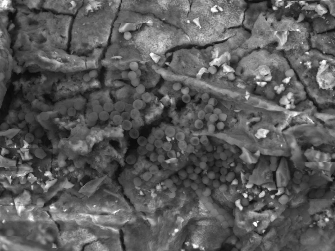 Una de las cepas de bacterias seleccionadas, antes de ser aplicadas a la piedra / GEA 