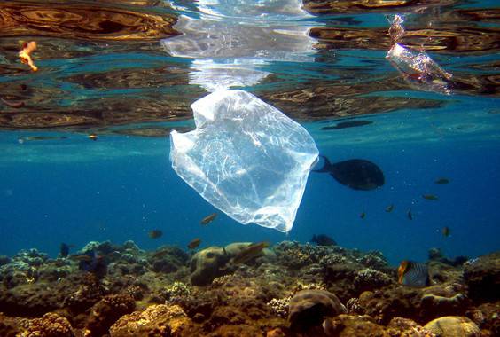 Bacterias devoradoras de plástico