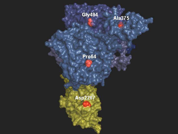 Imagen 3D del Factor VIIIa de la cascada de coagulación