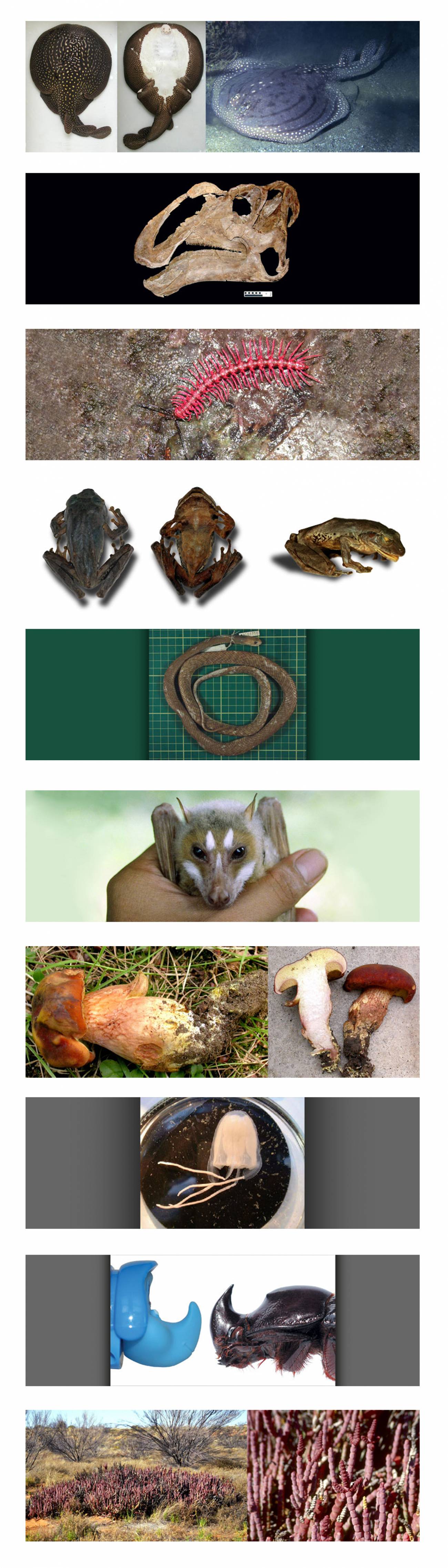 top 10 especies