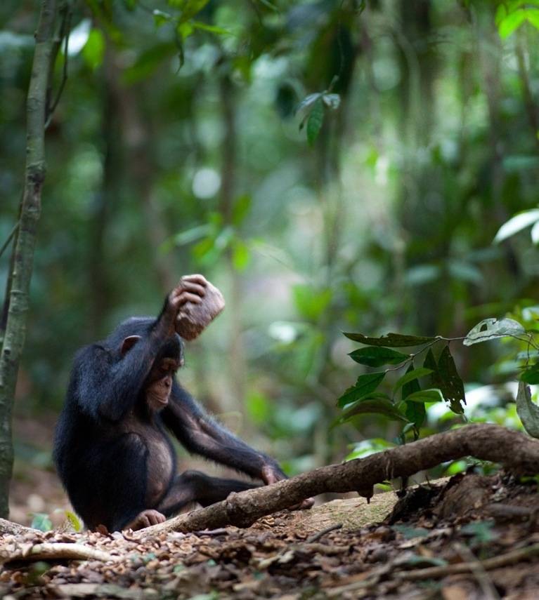 Un chimpancé (Pan troglodytes) rompiendo nueces. Imagen: Luncz et al. Current Biology  