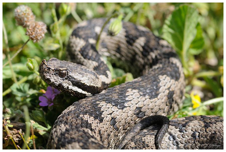 Vipera latasti es la víbora de menor toxicidad y habita desde el sur de la Península hasta la cuenca del Duero. Imagen: J. Gallego. 