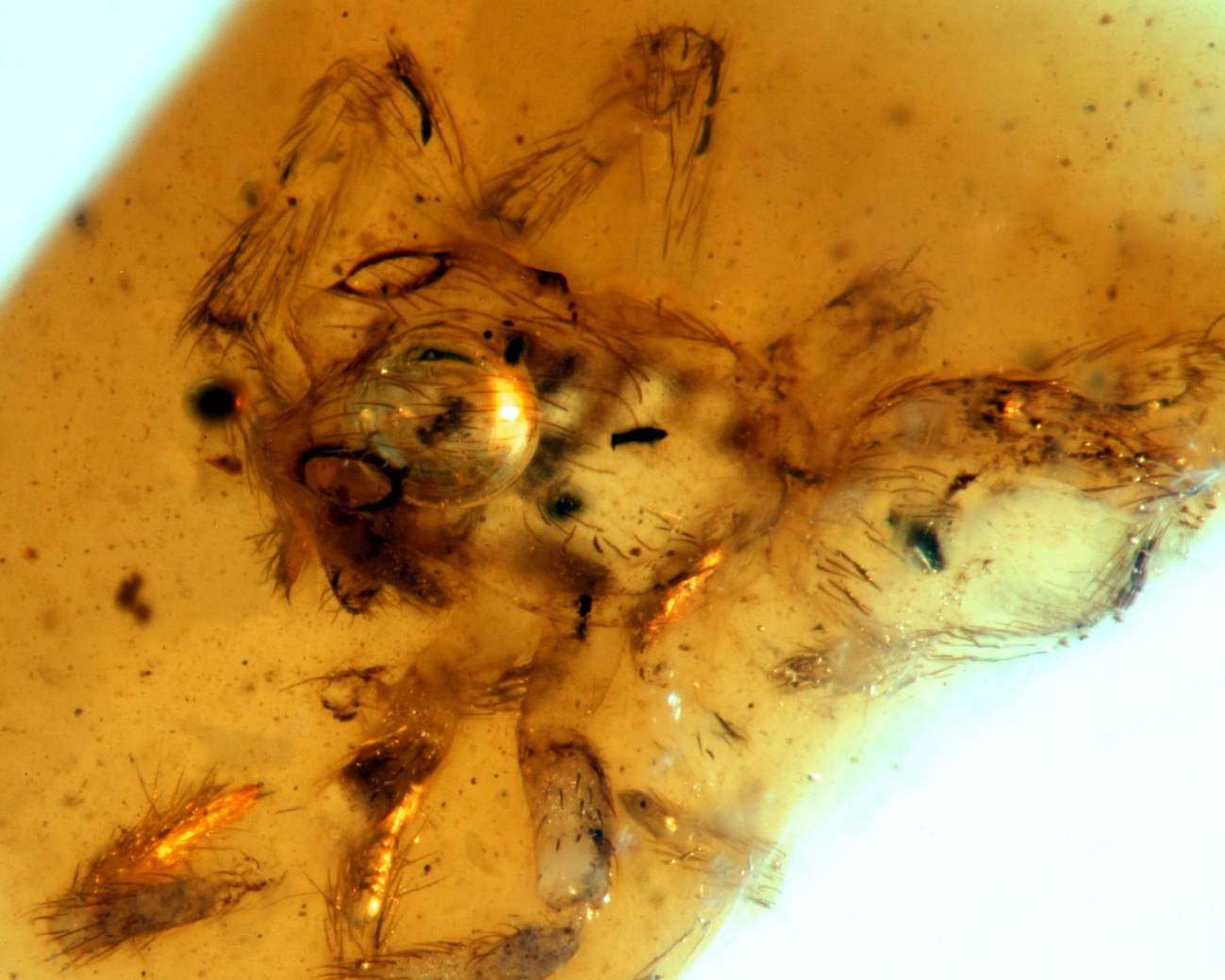 Spinomegops aragonensis, la nueva especie de araña del ámbar de San Just (Utrillas, Teruel). / UB.