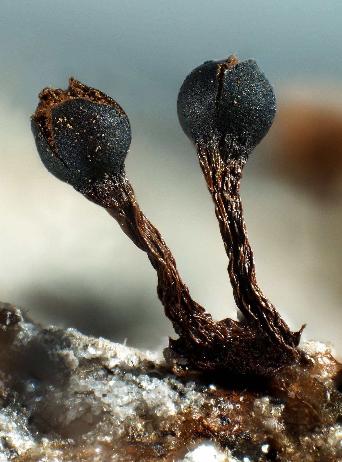 Ciencia para proteger el tesoro natural de Huinay