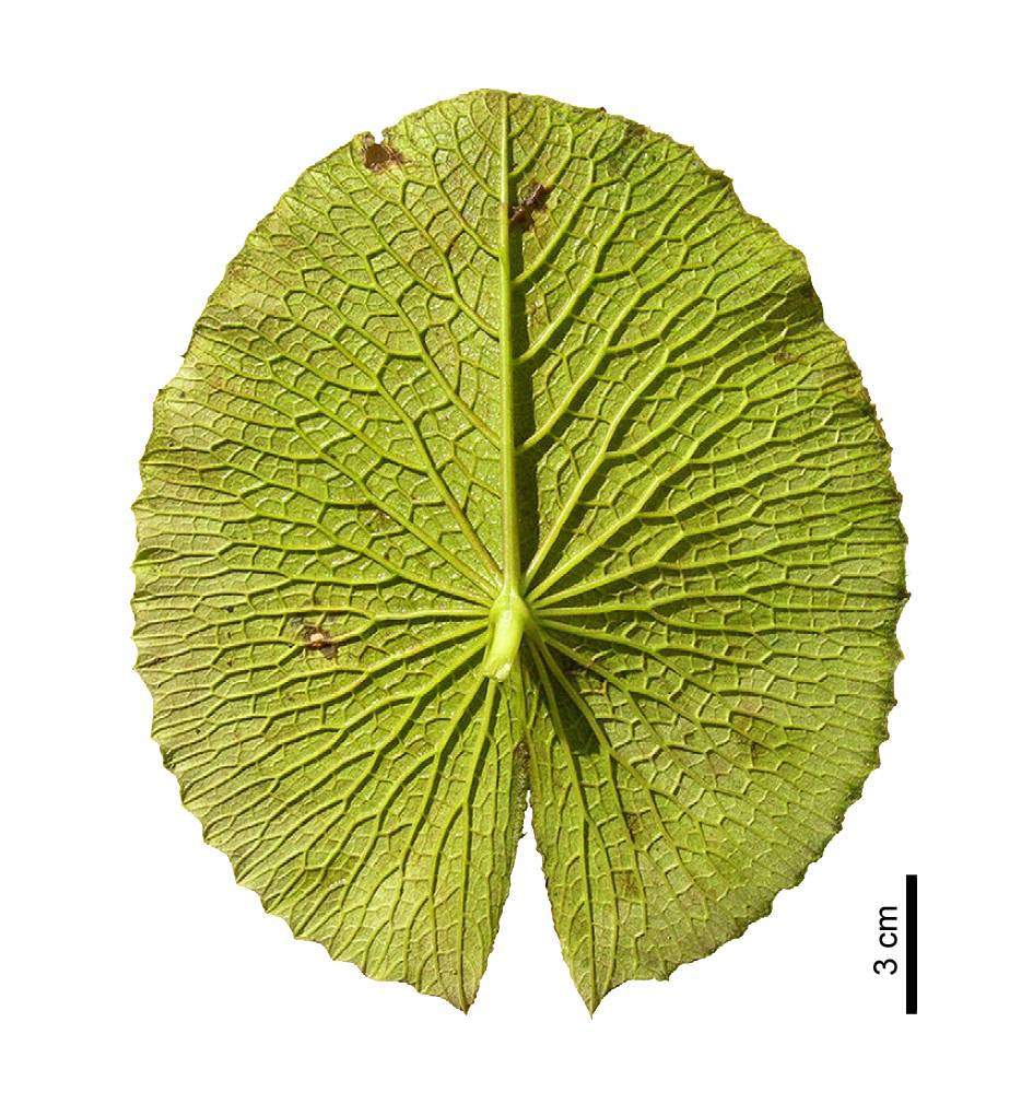 Científicos de la Universidad de Zaragoza descubren un nuevo género de plantas de hace más de 100 millones de años