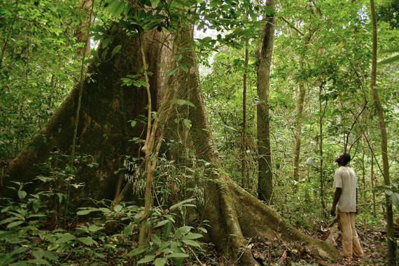 Bosque en Gabón, al oeste de África central / Axel Rouvin