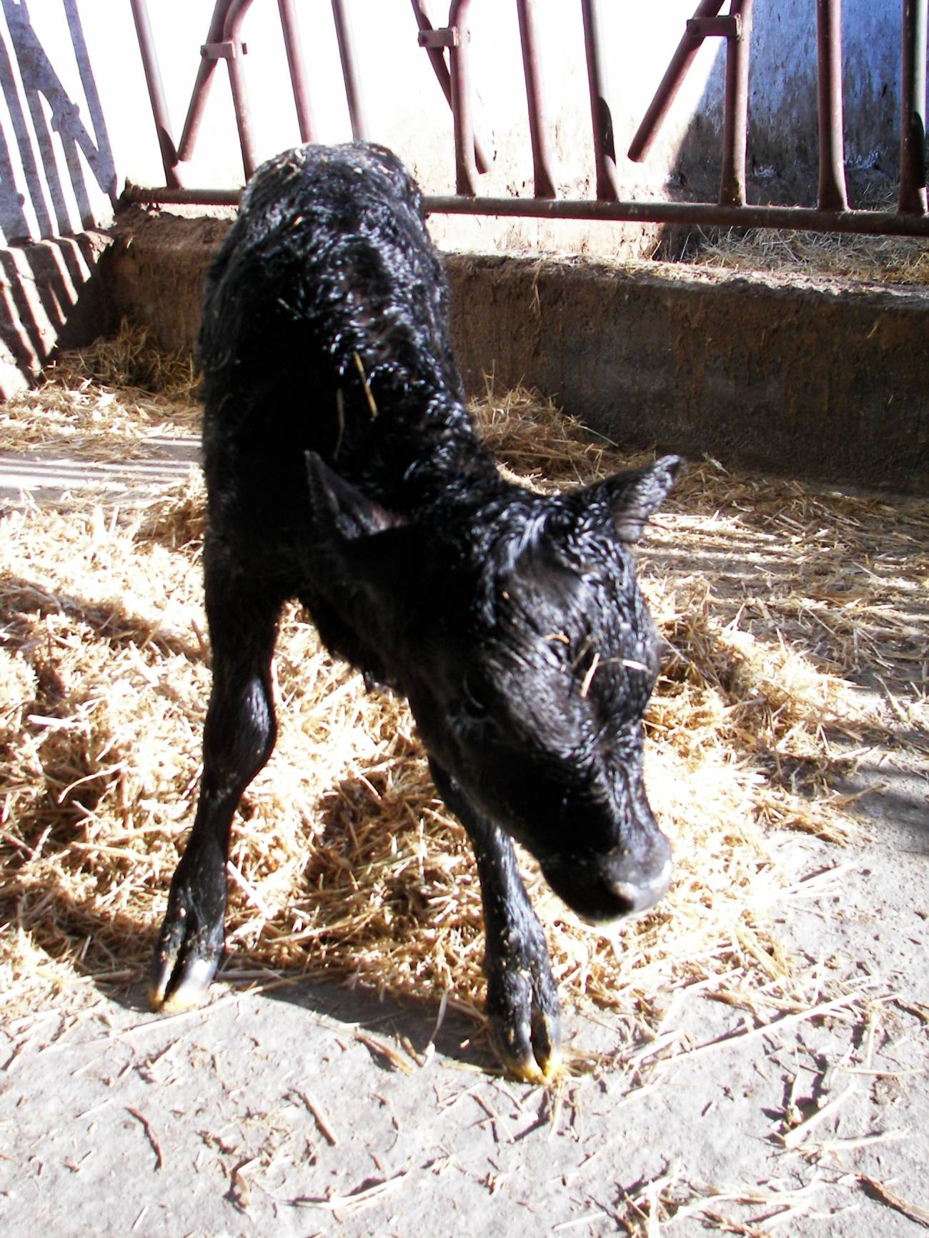 Clonan por primera vez un toro de lidia