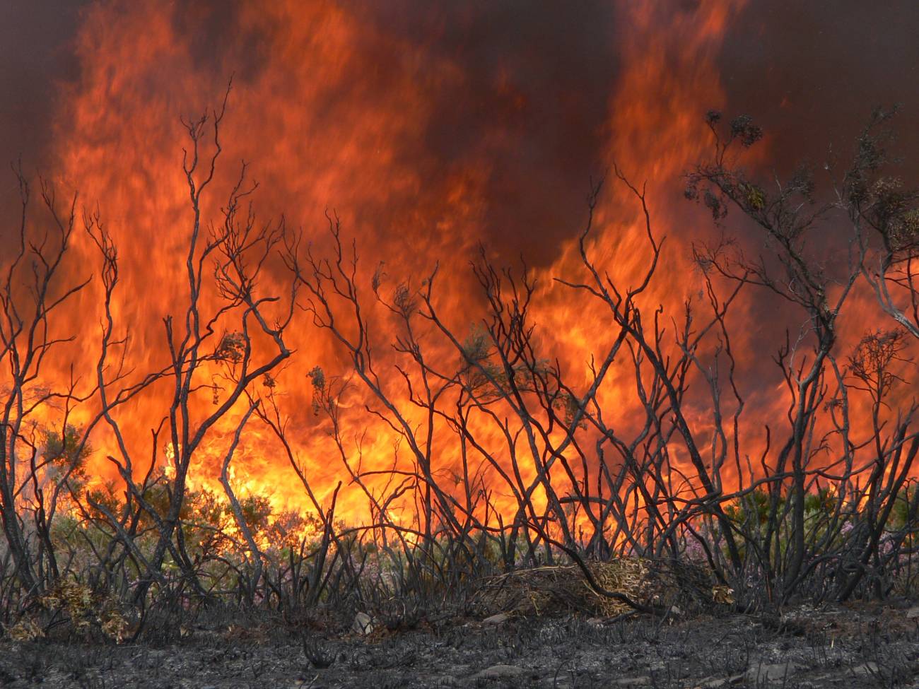 En primer lugar es necesario diferenciar el grado de severidad en cada zona y en cada tipo de suelo tras el incendio. Imagen: US 