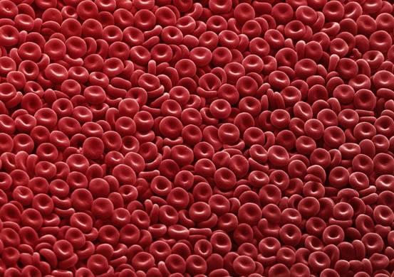 Cuestionan la teoría de una única célula madre como origen de los componentes de la sangre