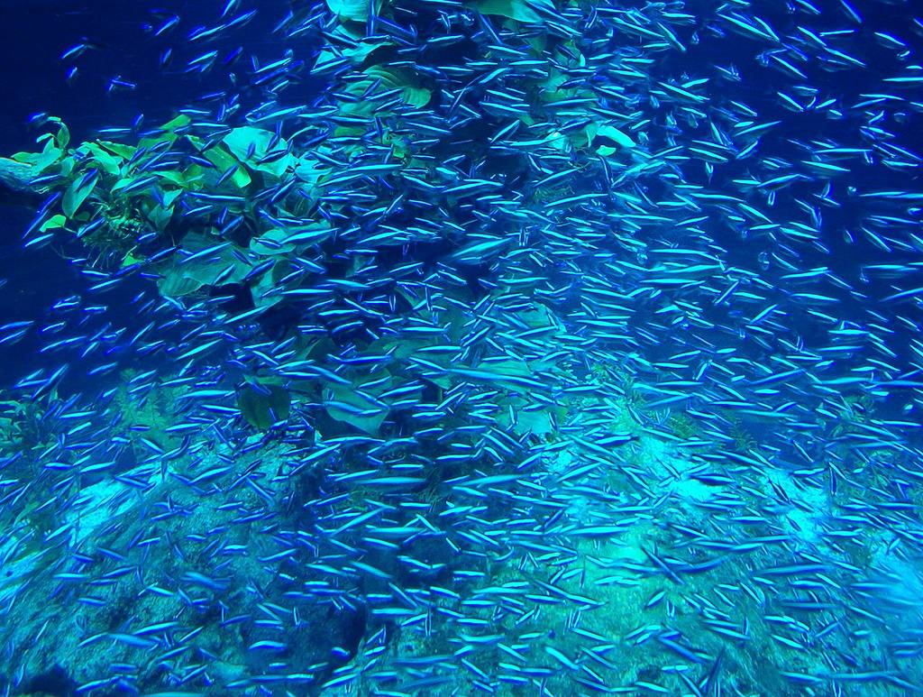 Banco de peces