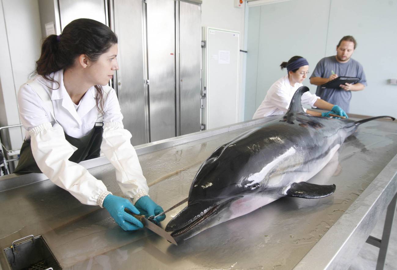 Descartan nuevas epidemias de Morbillivirus en delfines listados del Mediterráneo