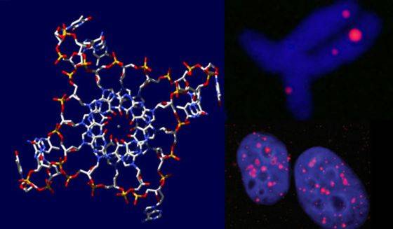 A la izquierda, representación de las estructuras de cuádruple hélice. A la derecha, su visualización en células cancerosas. Imagen: Universidad de Cambridge