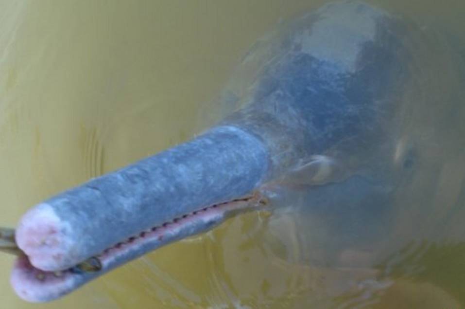 Descubierta una nueva especie de delfín de río en Brasil