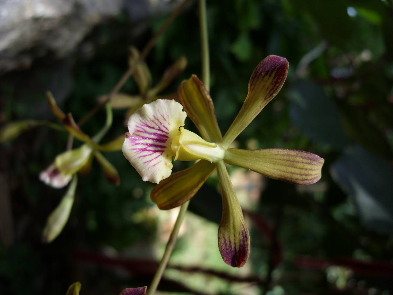Encyclia navarroi recibe muy pocas visitas de las abejas, lo que garantiza la conservación de estas plantas. Imagen: Angel Vale. 
