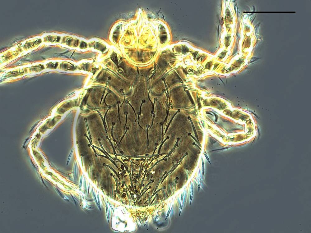 Descubiertas tres nuevas especies de ácaros en Taiwán