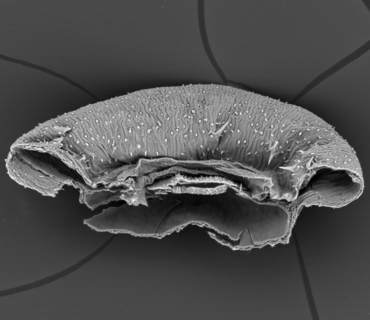 Imagen de ‘Nihon’ tomada con microscopio. /RJB -CSIC