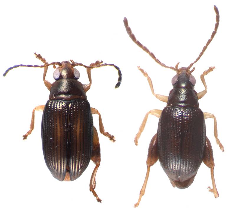 Descubren dos nuevas especies de escarabajos ‘saltarines’ en Nueva Caledonia