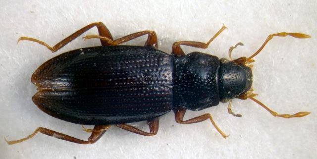 Descubren dos nuevos escarabajos endémicos de la Península Ibérica 
