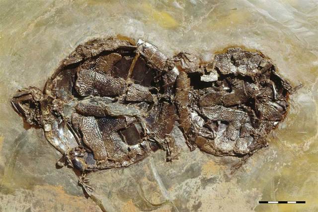 Descubren dos tortugas fosilizadas mientras copulaban 