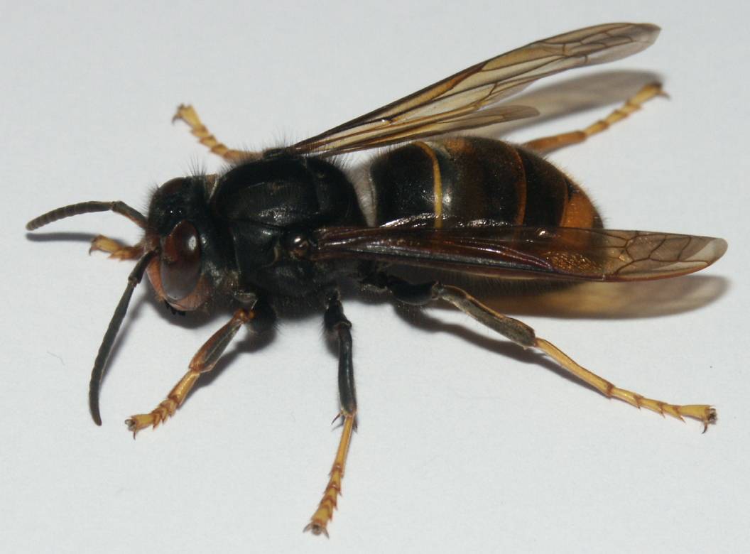 Descubren en España una avispa asiática que devora a las abejas