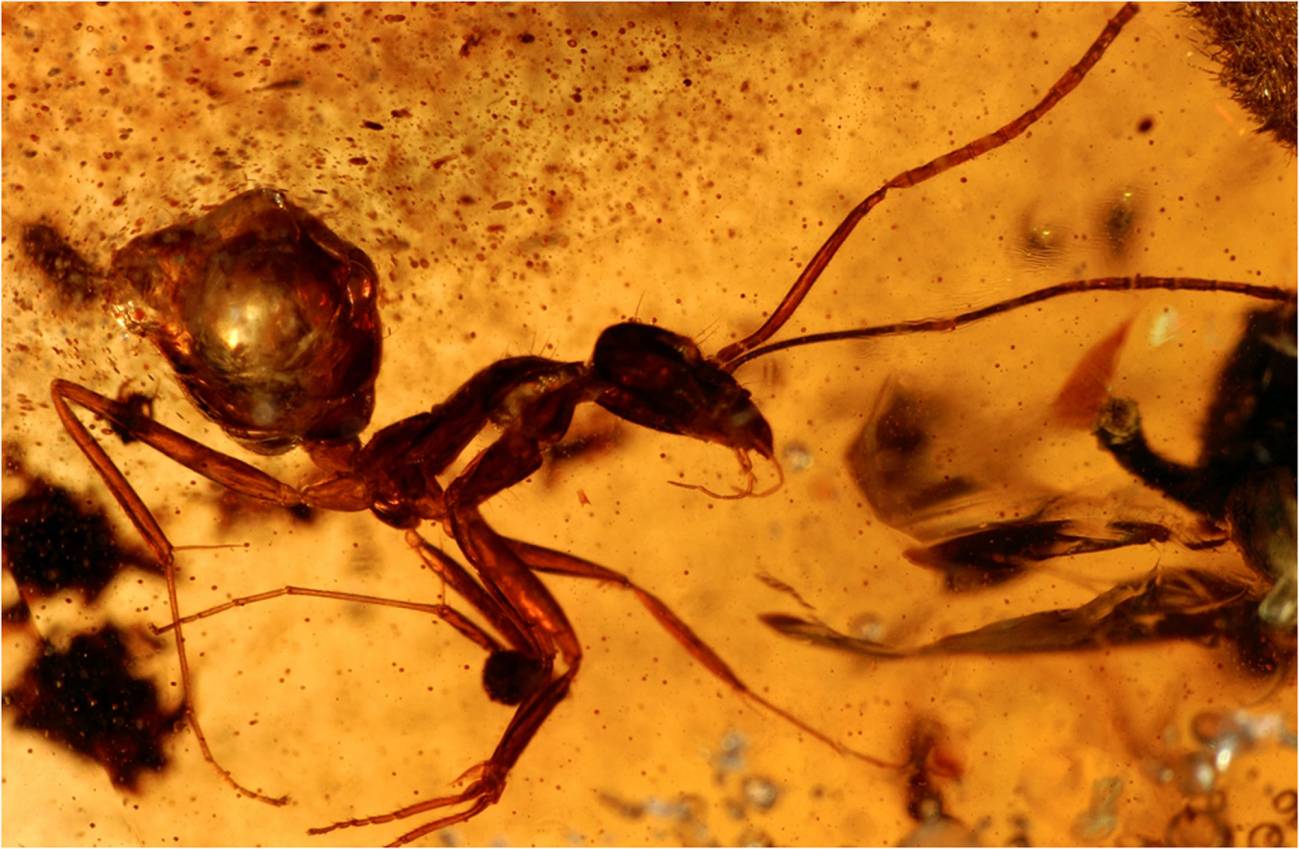 Descubren insectos de 50 millones de años preservados en ámbar