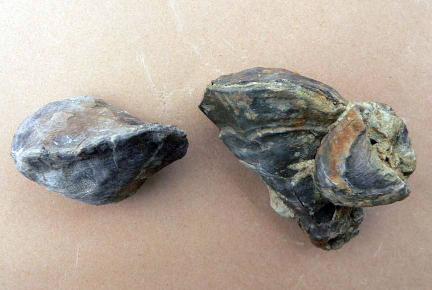 Descubren la especie más antigua de un molusco marino
