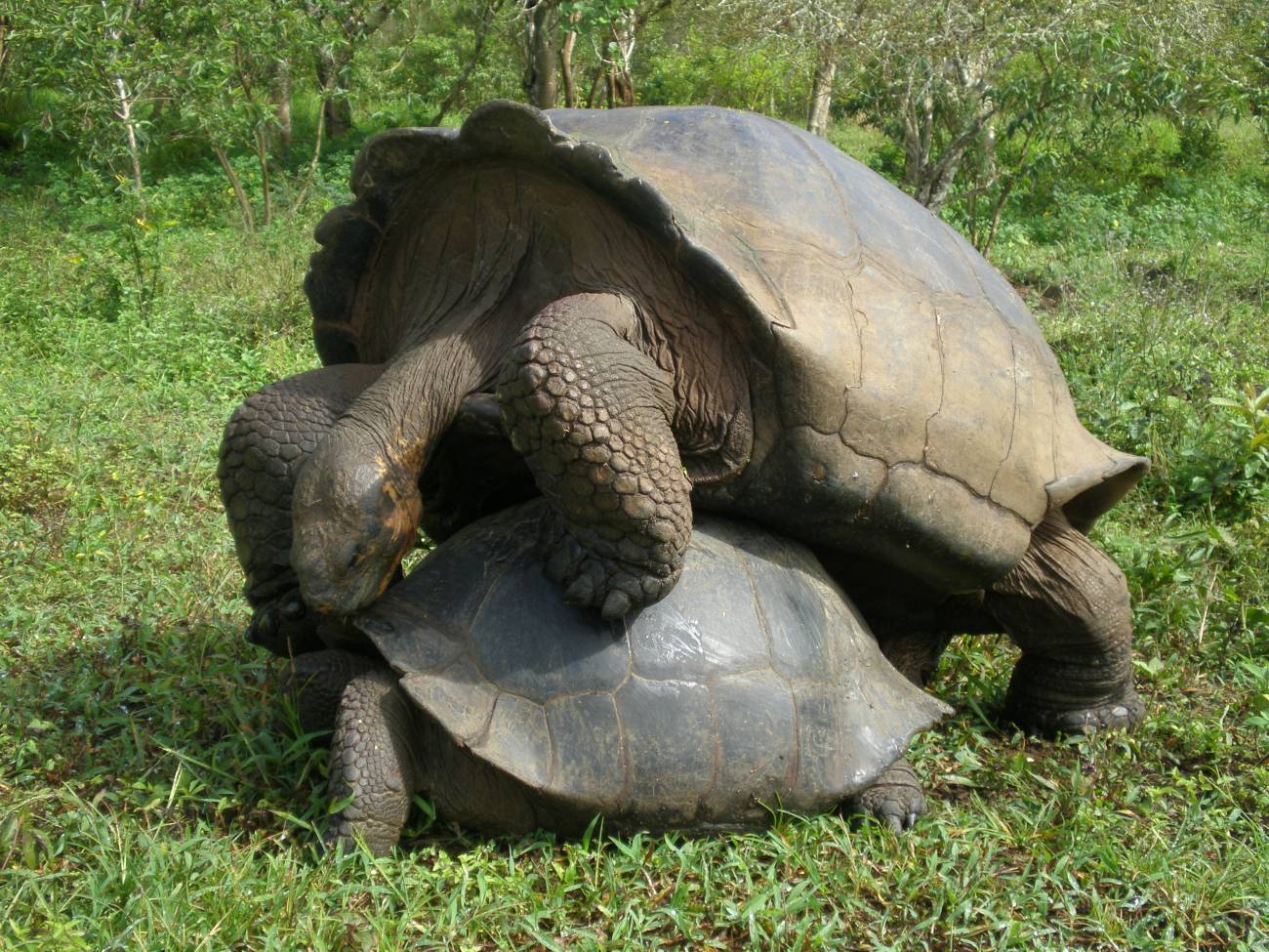 Galápagos, tortugas, islas, especie