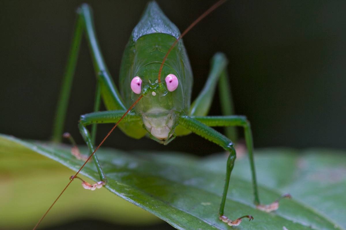 Descubren más de 200 nuevas especies en Papúa Nueva Guinea 