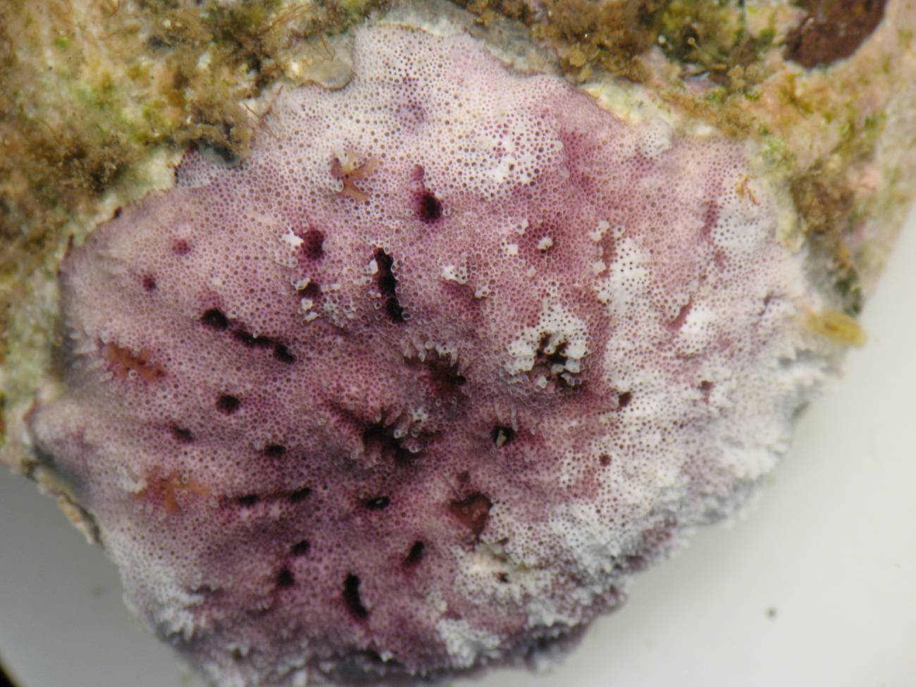 Descubren nuevos organismos coloniales marinos en Madeira