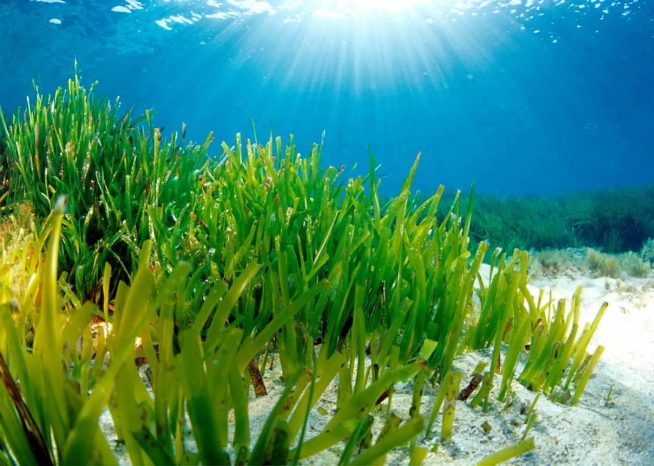 Pradera de Posidonia oceania de Formentera, donde se ha encontrado el ejemplar más longevol. Imagen: Manu Sanfélix