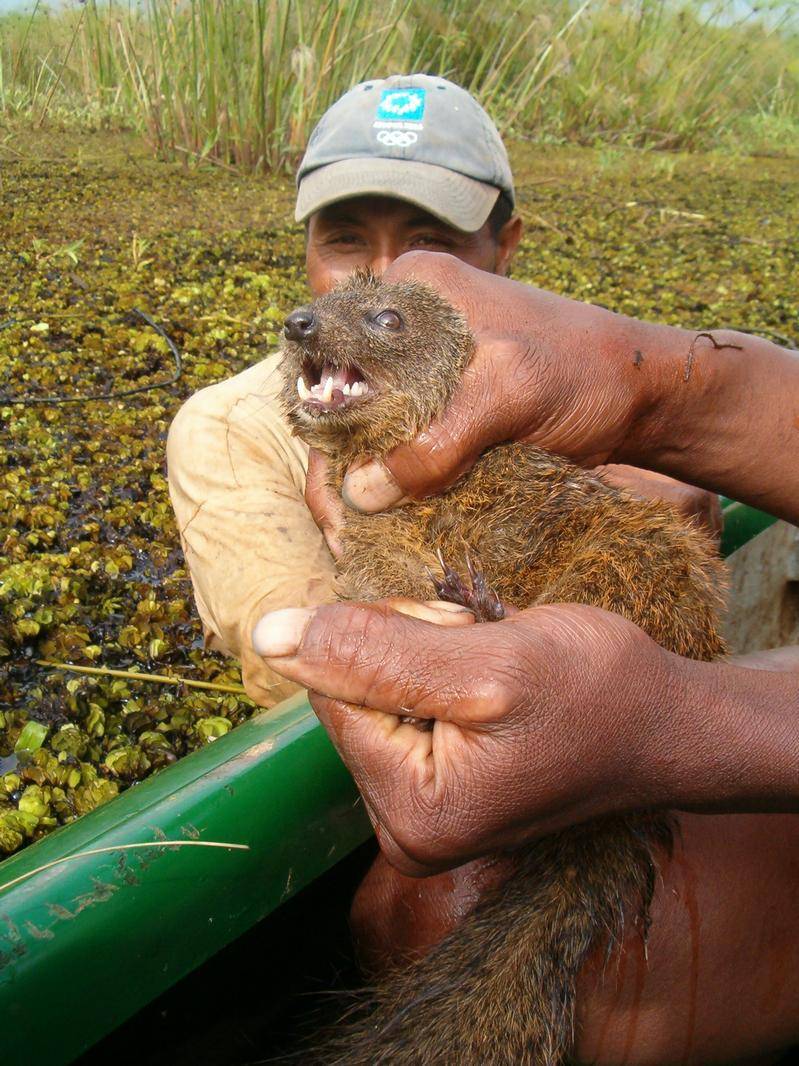 Descubren un nuevo mamífero carnívoro en Madagascar