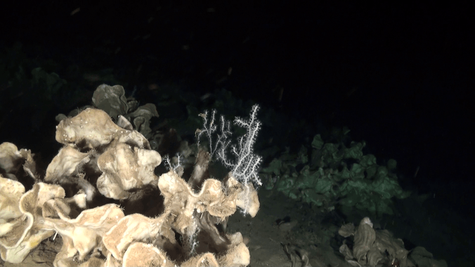 Descubren un 'parque jurásico' de esponjas en el mar Mediterráneo