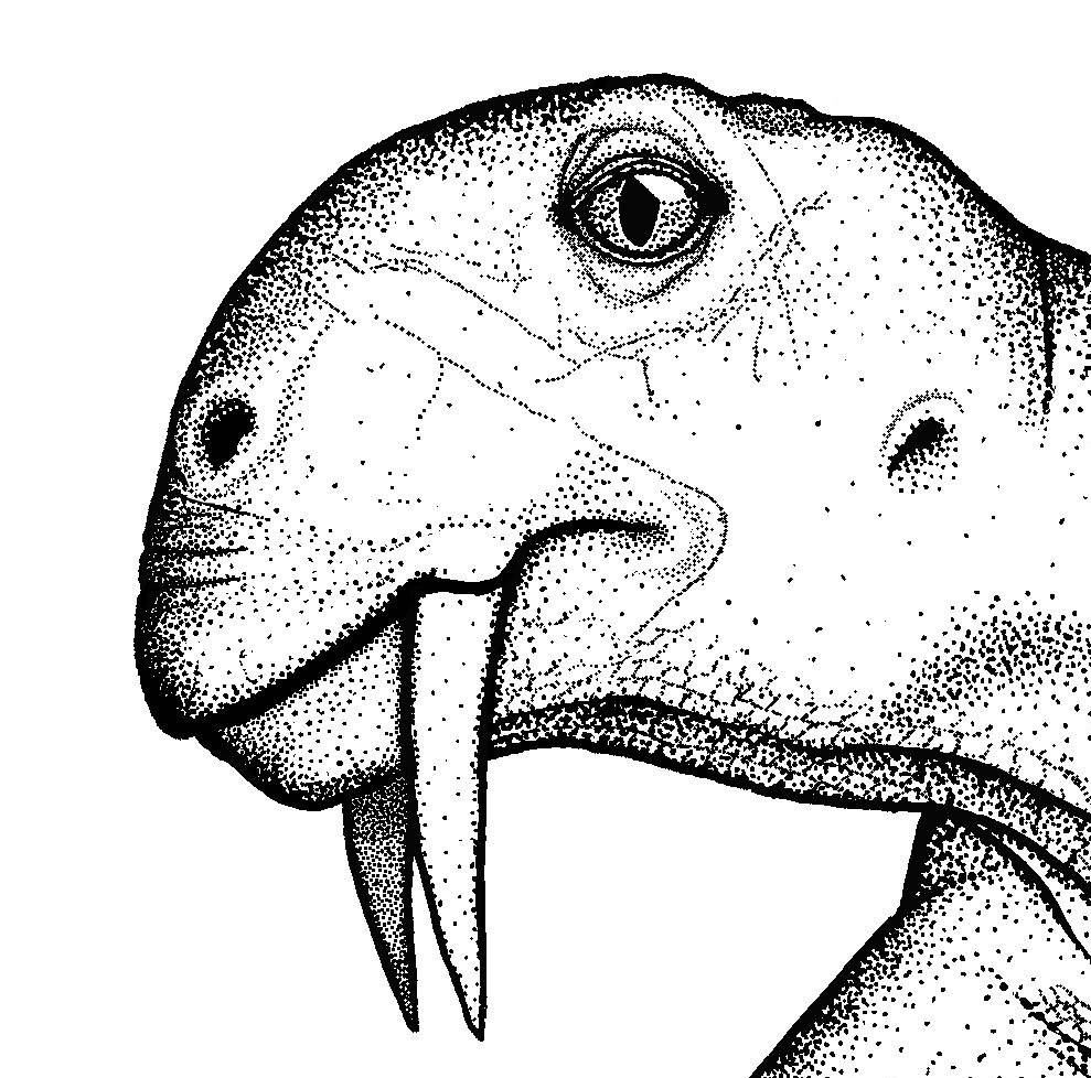 Descubren un reptil herbívoro con dientes de sable