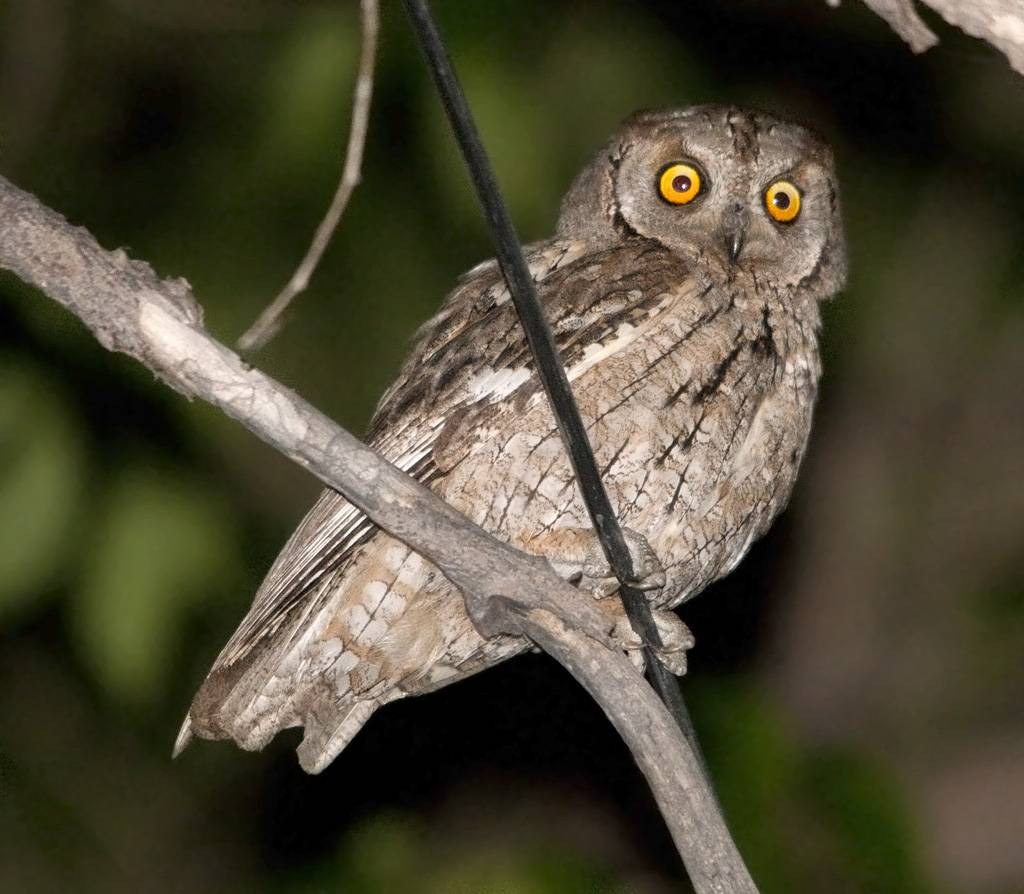 Descubren una especie extinta de autillo en Madeira